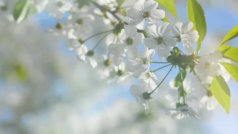 Blooming-branch-of-the-cherry-with-lens-flare-is-swaying-on-blue-sky-background