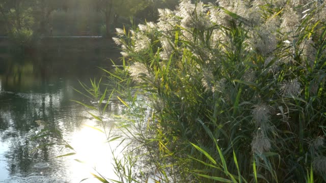Green-reeds-swaying-in-the-wind-at-sunset-in-the-water-in-the-city-Park.-The-sun-is-reflected-in-the-river.-A-view-of-the-river-from-the-embankment.