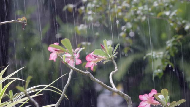 Starker-Regen-fallen-in-tropischen-botanischen-Garten