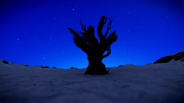 Dead-Tree-against-Snowing-Starry-Sky,-panning-4K