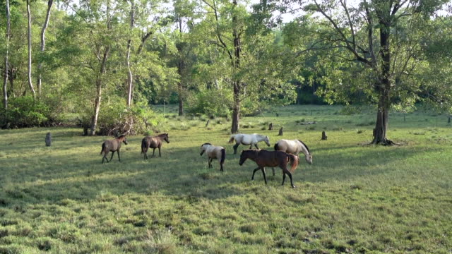 Horses-gathered-together-outdoors