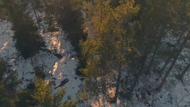 Luftaufnahme-von-Wald-bei-Sonnenuntergang.-Drohne-Schuss-überfliegen-Fichten-in-Winterlandschaft.-Wunderschöne-Natur-Hintergrund-in-4K