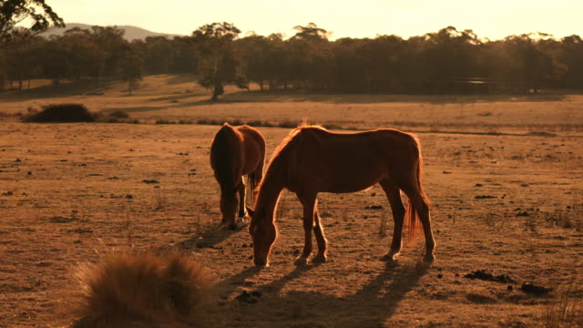 Caballos-marrones-contraluz-al-atardecer-en-la-granja-durante-tiro-medio-de-sequía.-Sequía-en-Australia.