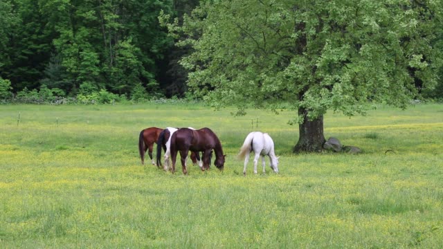 Horses-grazing