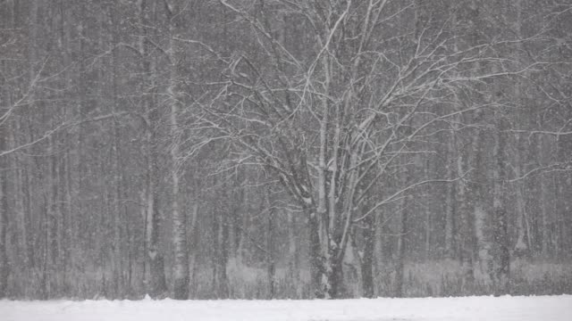 Schnee-fällt-vor-Forst.
