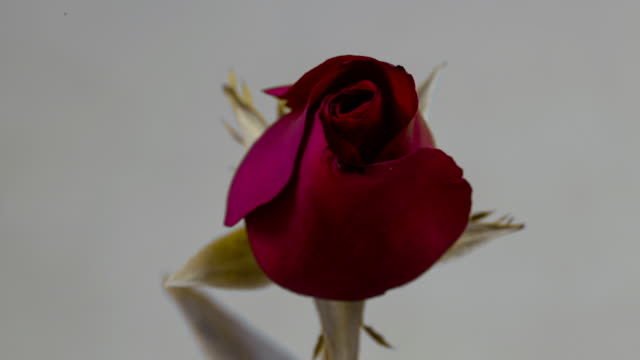 Rote-rose-blüht,-Zeitraffer,-4-k-Aufnahmen