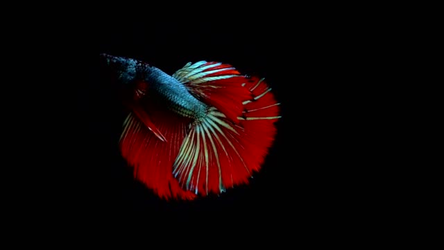 Super-lenta-de-vibrante-pez-luchador-de-Siam-(Betta-splendens),-bien-conocido-nombre-es-Plakat-tailandés