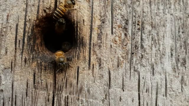 Bees-nest-as-a-team.-On-the-wood,-slow-motion-and-slow-motion.