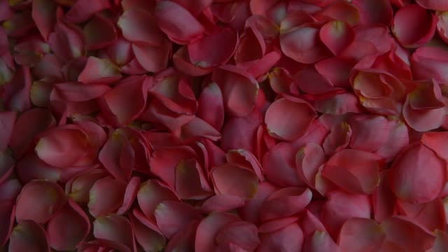 Rosenblüten-HD-Filmmaterial