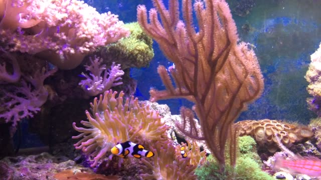 Marine-aquarium-full-of-tropical-fishes-and-plants.
