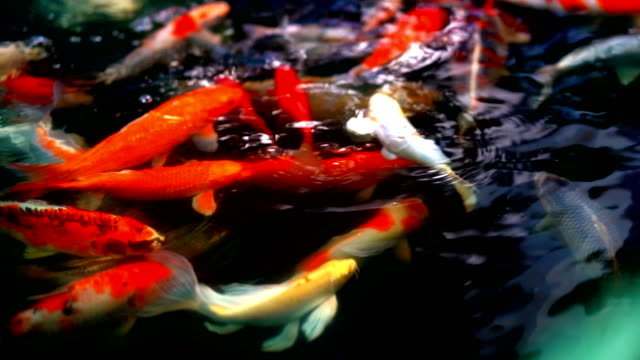 Lenta-Koi-peces-o-carpas-de-colores-nadando-alrededor-de-charca.