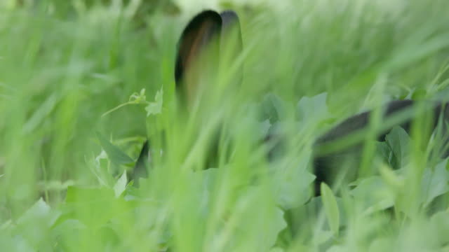 Close-up-shot-of-rabbit-hiding-in-the-grass