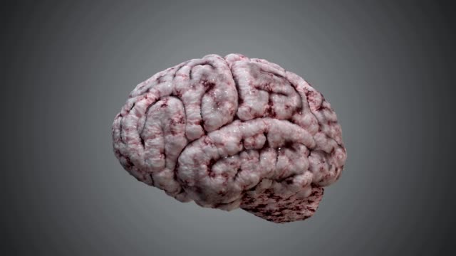 Menschliche-Gehirn-drehen-um-auf-schwarzem-Hintergrund.-3D-gerendert-Schleife-Animation.