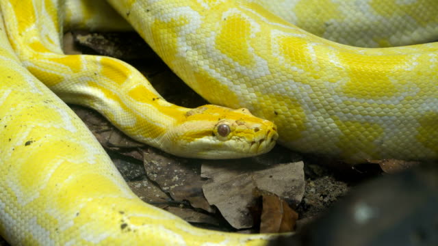 Yellow-Reticulated-python