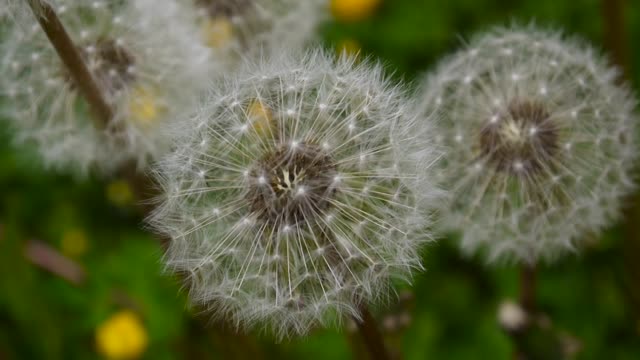 White-dandelion-swayed-slightly-in-the-wind.-Video-footage-shooting-of-static-camera