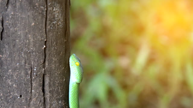 Serpiente-verde-de-hoyo-de-víboras-o-serpiente-albolabris-de-Trimeresurus-en-tronco-de-árbol-sobre-fondo-negro