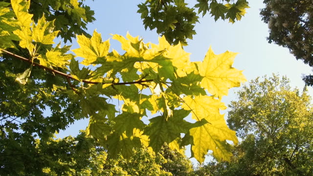 Resorte-de-hojas-de-un-arce-están-iluminados-por-el-sol