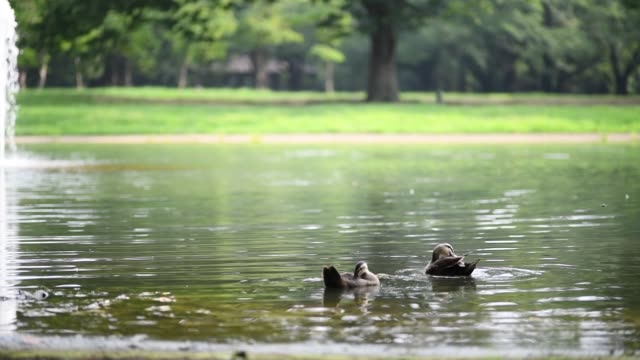 swimming-ducks-"Anas-zonorhyncha"