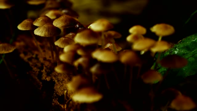 Mushrooms-in-rain-forest.