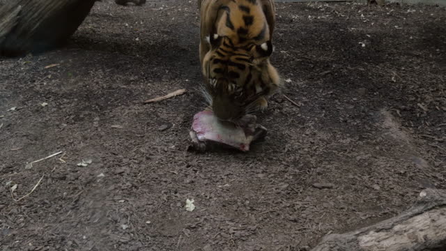 Tiger-packt-ein-Stück-Fleisch-und-Spaziergänge-entfernt