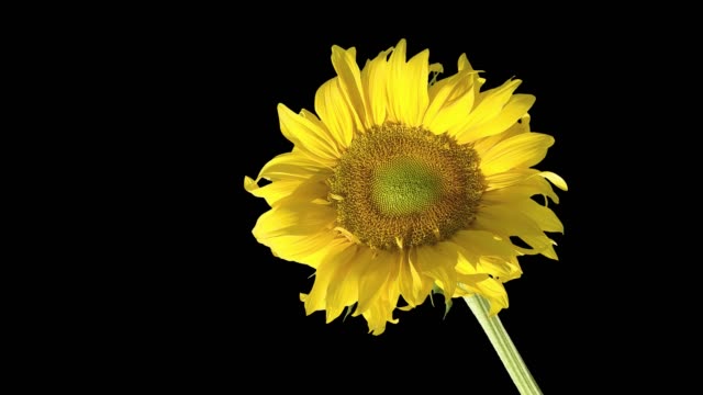 Große-gelbe-Blüte-einer-Sonnenblume-auf-isolierte-Hintergrund-dunkler-Bildschirm
