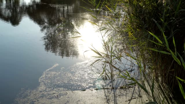 The-sun-is-reflected-in-the-water-in-the-river-in-the-city-Park.-Green-reeds-swaying-in-the-wind-at-sunset.
