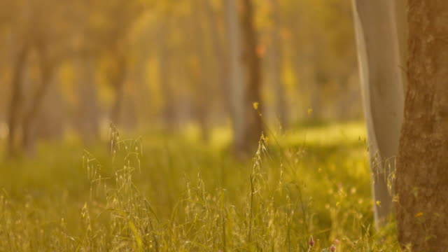 Misty-Silent-Wald-im-Frühjahr-mit-schönen-hellen-Strahlen-der-Sonne