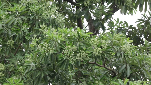 Green-Flower-of-Blackboard-Tree-or-Devil-Tree