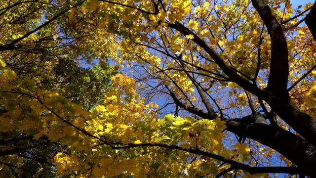 rotierende-Ahornbäume-mit-fallenden-Blätter,-erhöhte-Ansicht