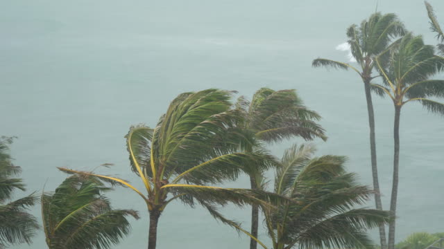Tropischer-Sturm-Winde-Schlag-Palmen
