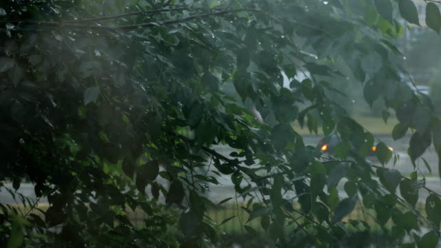 Regentropfen-auf-dem-Fenster-auf-die-dunklen-Bäume-Hintergrund.