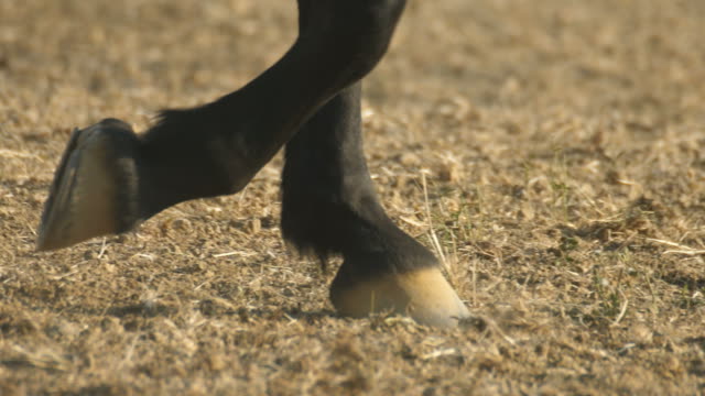 Close-up-of-walking-horse-hooves-slow-motion