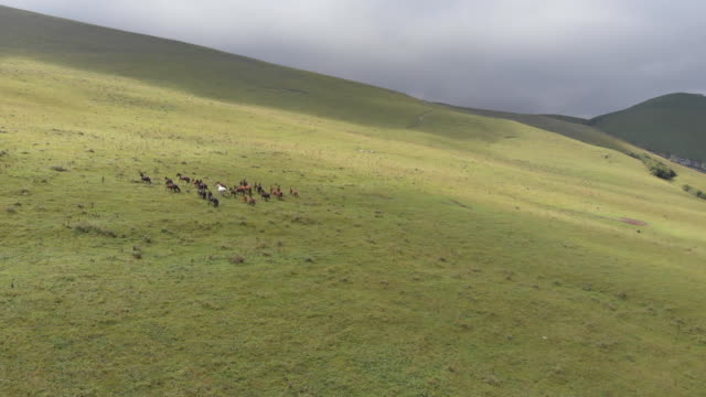 Drone-shot-of-a-herd-of-horses-grazing-in-a-meadow-in-the-mountains.
