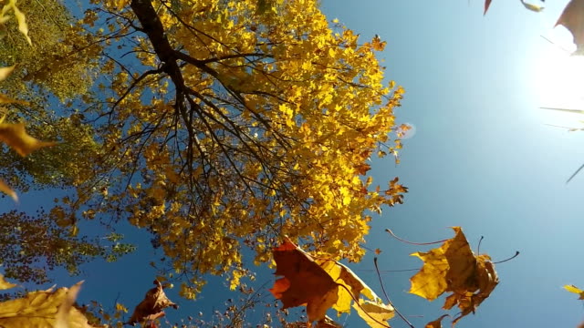 Colores-rojo-y-amarillo-follaje-de-otoño-las-hojas-cayendo-en-cámara-lenta