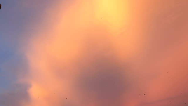 Fliegende-Vögel-auf-den-schönen-Sonnenuntergang-Himmel-in-4k-langsame-Bewegung-60fps