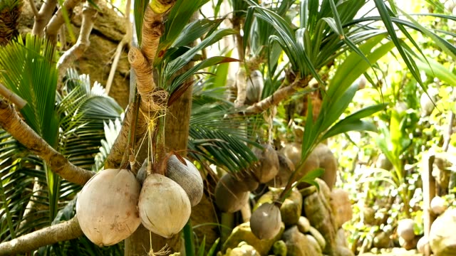 Coconuts-growing-as-decoration-in-garden.-Exotic-tropical-coconuts-hanging-on-palms-with-green-leaves-lit-by-sun.-Way-to-the-beach-on-Koh-Phangan