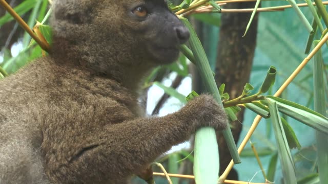 Lemur-se-sienta-sobre-una-rama-y-come-las-hojas-de-un-árbol.