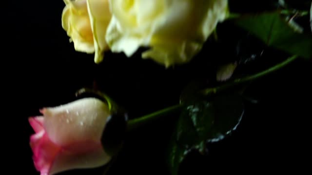 The-falling-rose-on-a-black-background.-Slow-motion.
