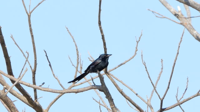 Drongo-negro-pájaro-en-rama-en-selva-tropical-tropical.