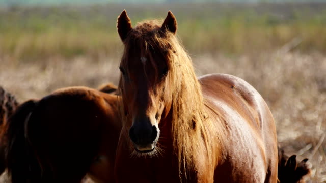 Wild-stallion-in-the-danube-delta,-Letea-forest