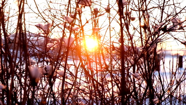 Camera-movement-from-right-to-left,-sunset-rays-shine-through-the-bare-branches-of-bushes,-slow-motion