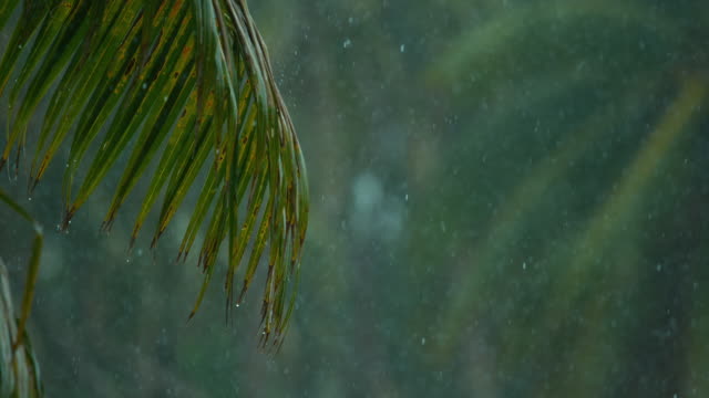 SLOW-MOTION:-Drops-of-water-fall-on-the-green-palm-tree-leaves-during-monsoon.