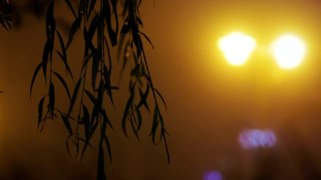 Silhouetten-der-Blätter-gegen-die-Stadt-Nachtlichter