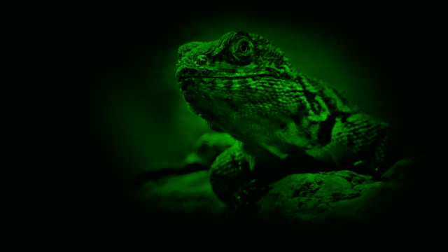 Nightvision-Lizard-On-Branch-In-The-Jungle
