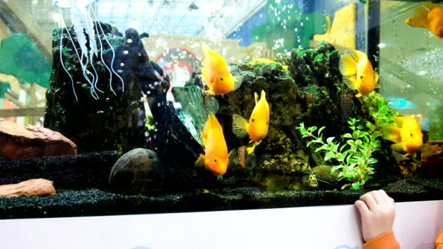 Das-Kind-blickt-auf-die-gelbe-Fische-im-Aquarium-im-Speicher,-4-k.