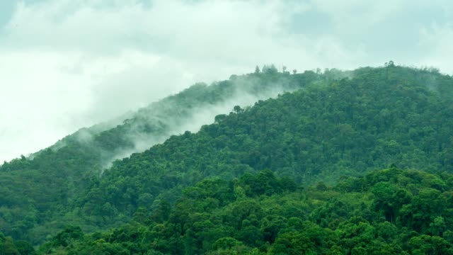 Time-Lapse-Foggy-flowing-in-the-mountain-rainforest-in-the-morning