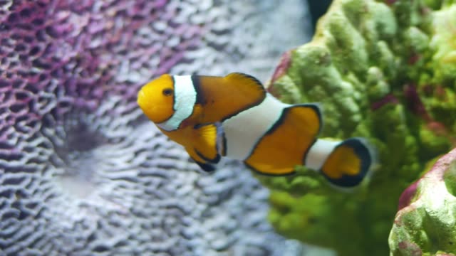 Beautiful-fish-in-the-aquarium-on-decoration--of-aquatic-plants-background.-A-colorful--fish-in-fish-tank.