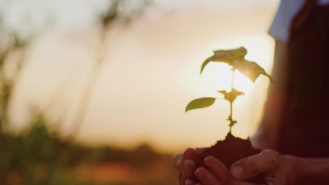 Hands-holding-herb-plant-at-sunset