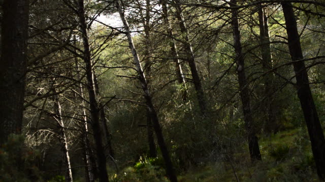 Rays-of-sunlight-in-the-forest-in-fading,-timelapse