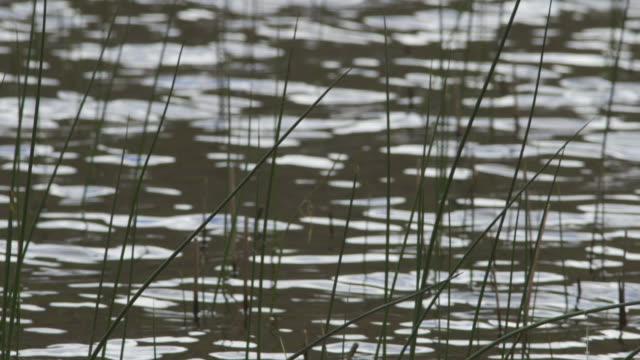Dissolve-Shot-Of-Grass-In-Glittering-Lake